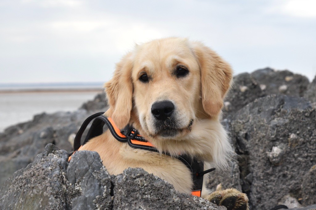 Les Golden Retriever de l'affixe De La Vallée Du Petit Pré