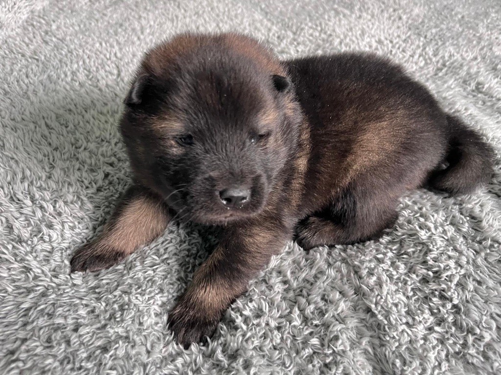 De La Vallée Du Petit Pré - Chiot disponible  - Eurasier