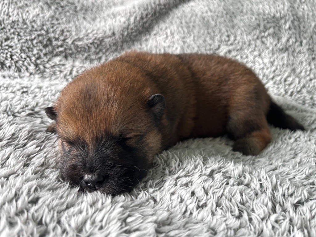 De La Vallée Du Petit Pré - Chiot disponible  - Eurasier