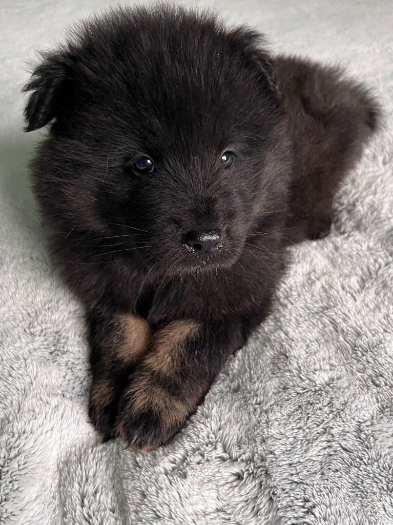 De La Vallée Du Petit Pré - Chiot disponible  - Eurasier