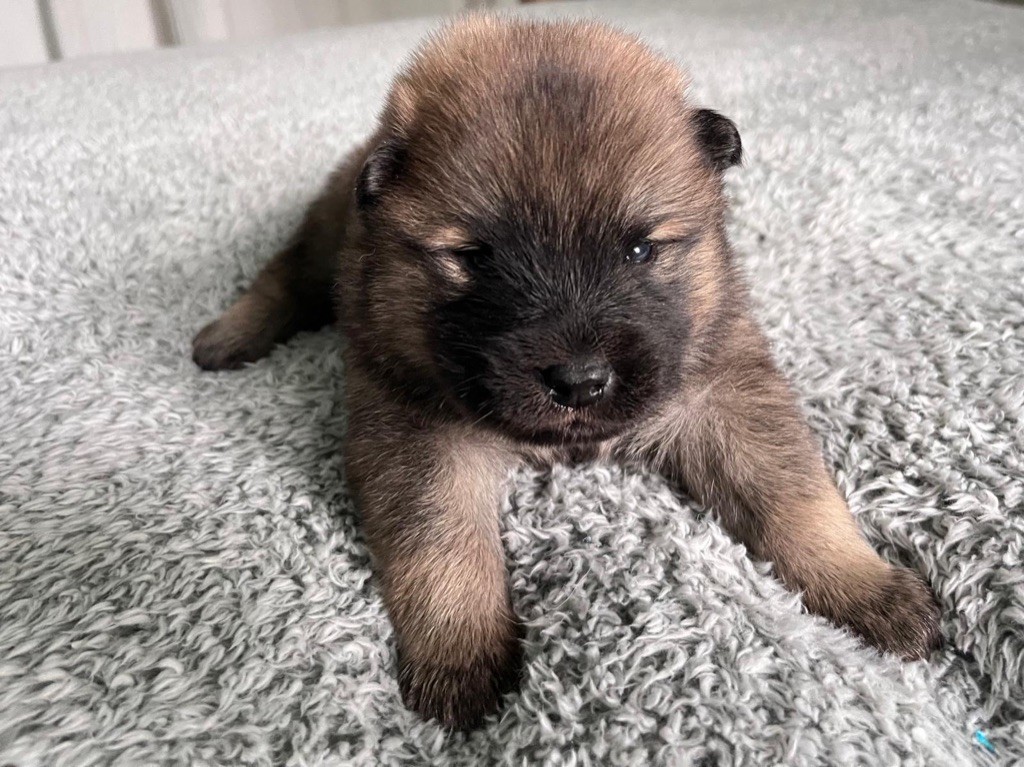 De La Vallée Du Petit Pré - Chiot disponible  - Eurasier