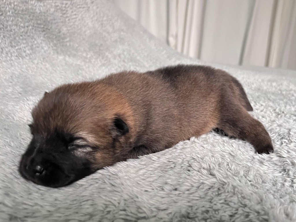 De La Vallée Du Petit Pré - Chiot disponible  - Eurasier