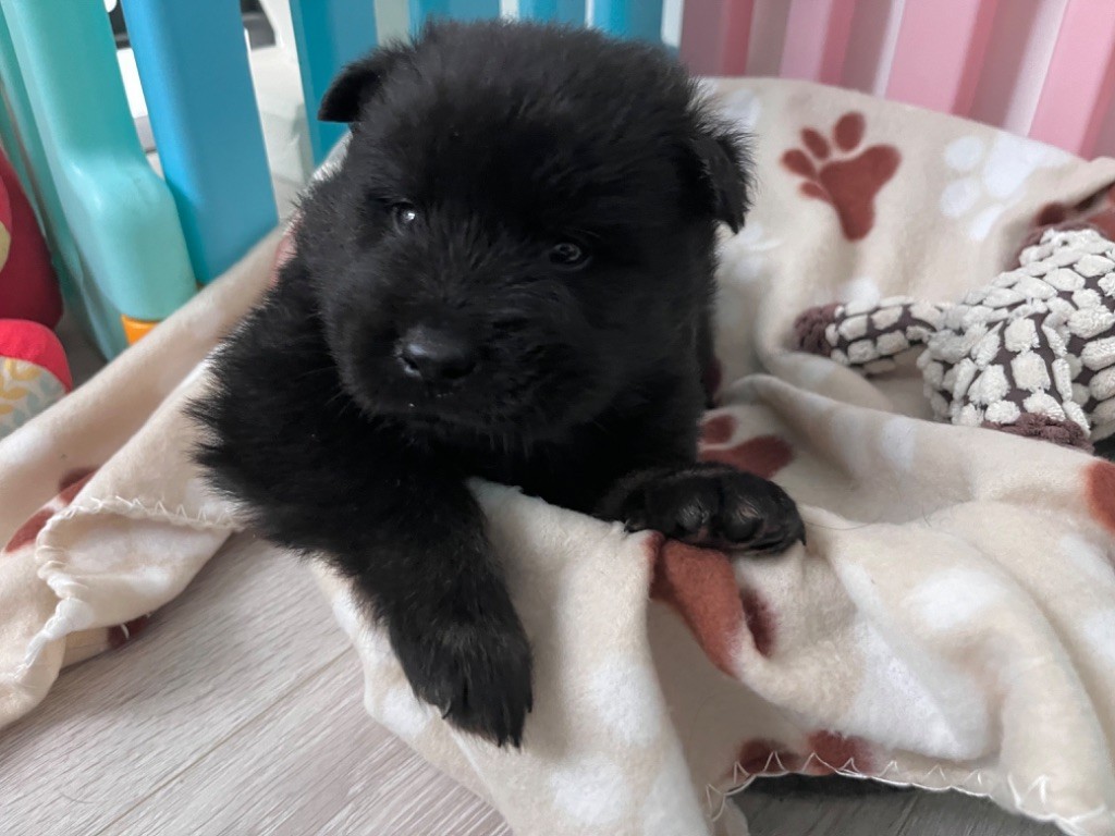 De La Vallée Du Petit Pré - Chiot disponible  - Eurasier