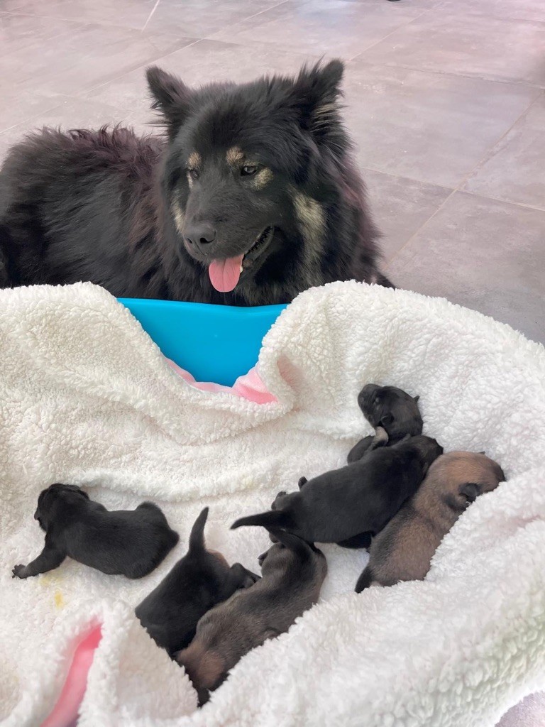 chiot Eurasier De La Vallée Du Petit Pré