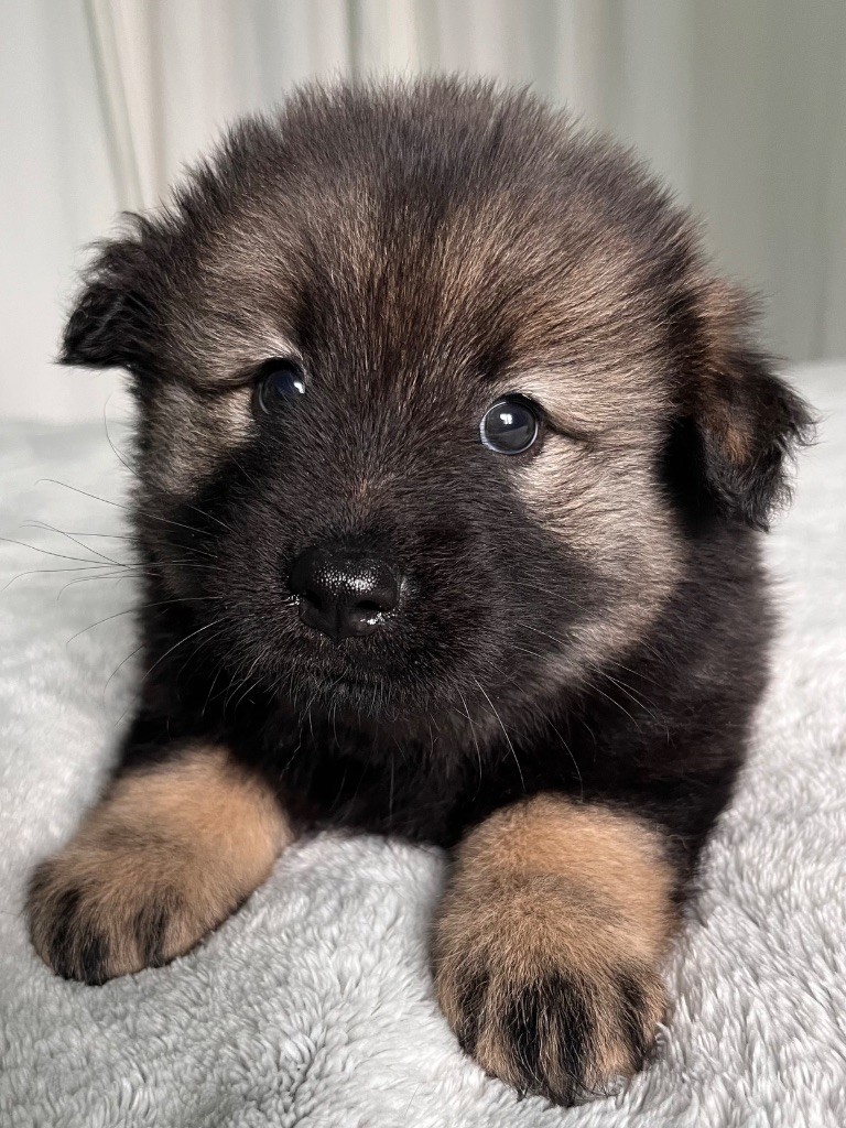 De La Vallée Du Petit Pré - Chiot disponible  - Eurasier