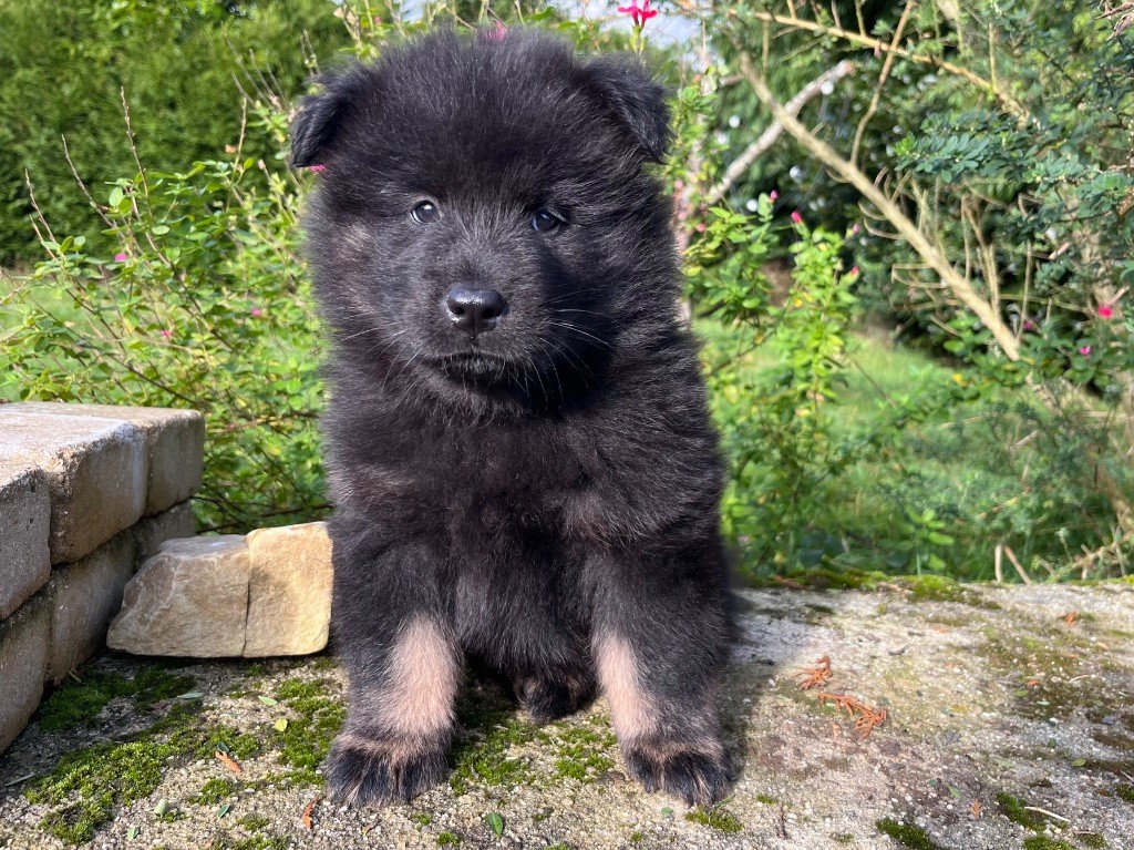 De La Vallée Du Petit Pré - Chiot disponible  - Eurasier