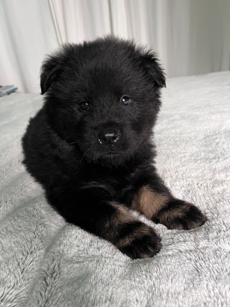 De La Vallée Du Petit Pré - Chiot disponible  - Eurasier