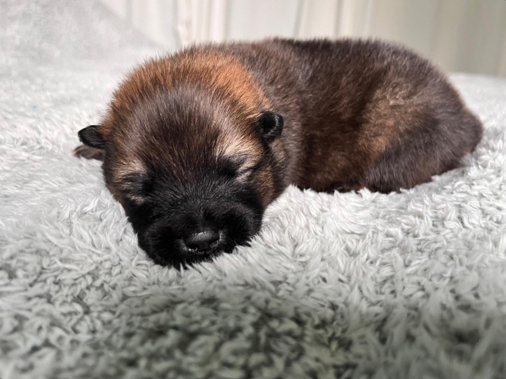 De La Vallée Du Petit Pré - Chiot disponible  - Eurasier