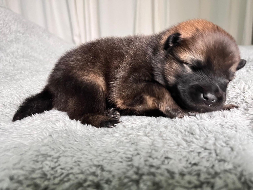 De La Vallée Du Petit Pré - Chiot disponible  - Eurasier