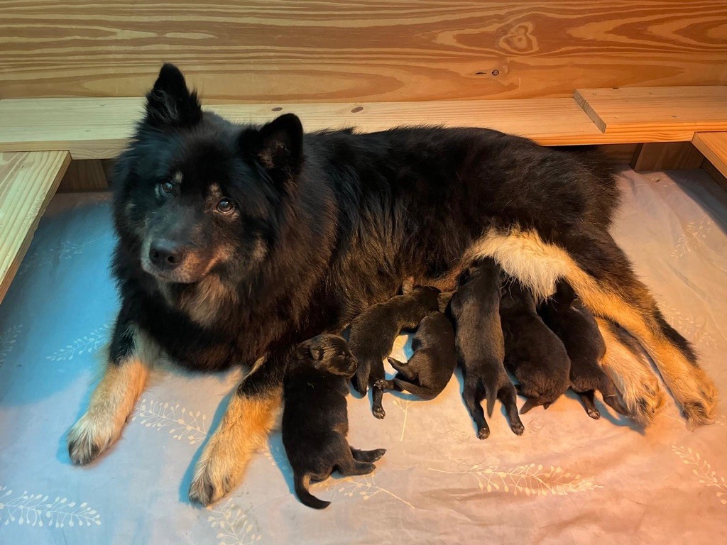 chiot Eurasier De La Vallée Du Petit Pré