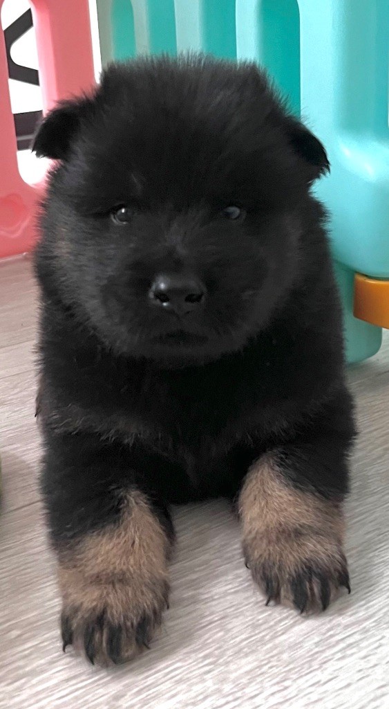 De La Vallée Du Petit Pré - Chiot disponible  - Eurasier