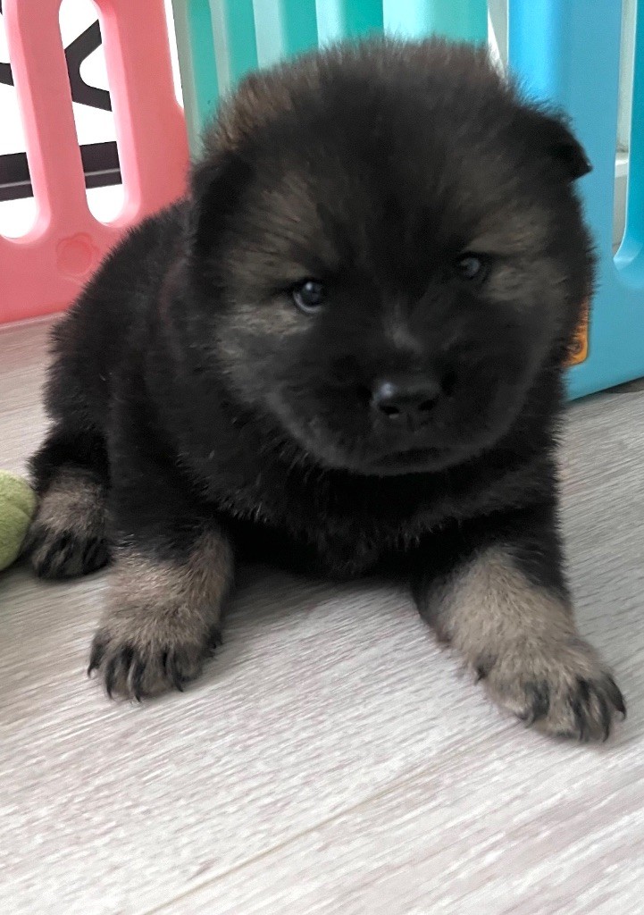 De La Vallée Du Petit Pré - Chiot disponible  - Eurasier