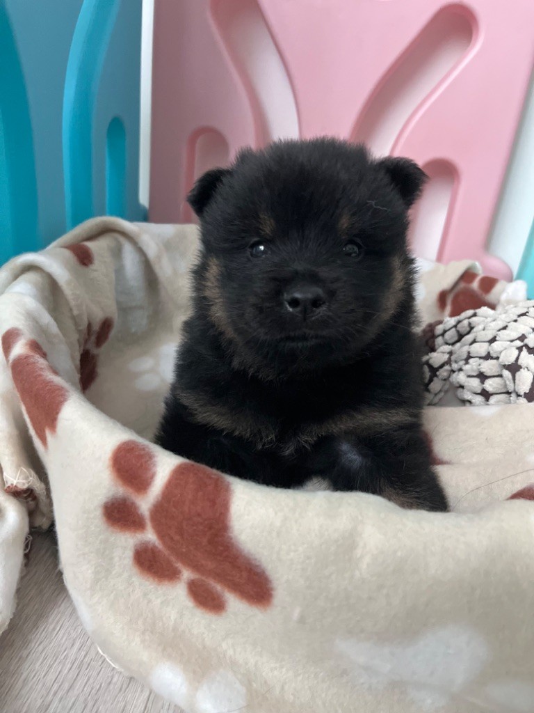 De La Vallée Du Petit Pré - Chiot disponible  - Eurasier