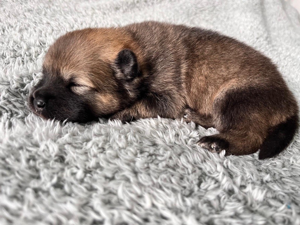 De La Vallée Du Petit Pré - Chiot disponible  - Eurasier