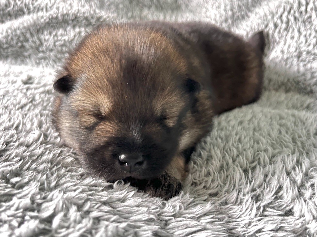 De La Vallée Du Petit Pré - Chiot disponible  - Eurasier