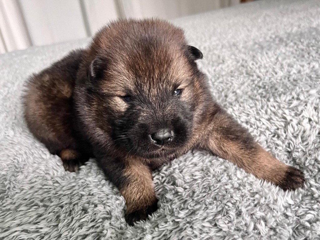 De La Vallée Du Petit Pré - Chiot disponible  - Eurasier