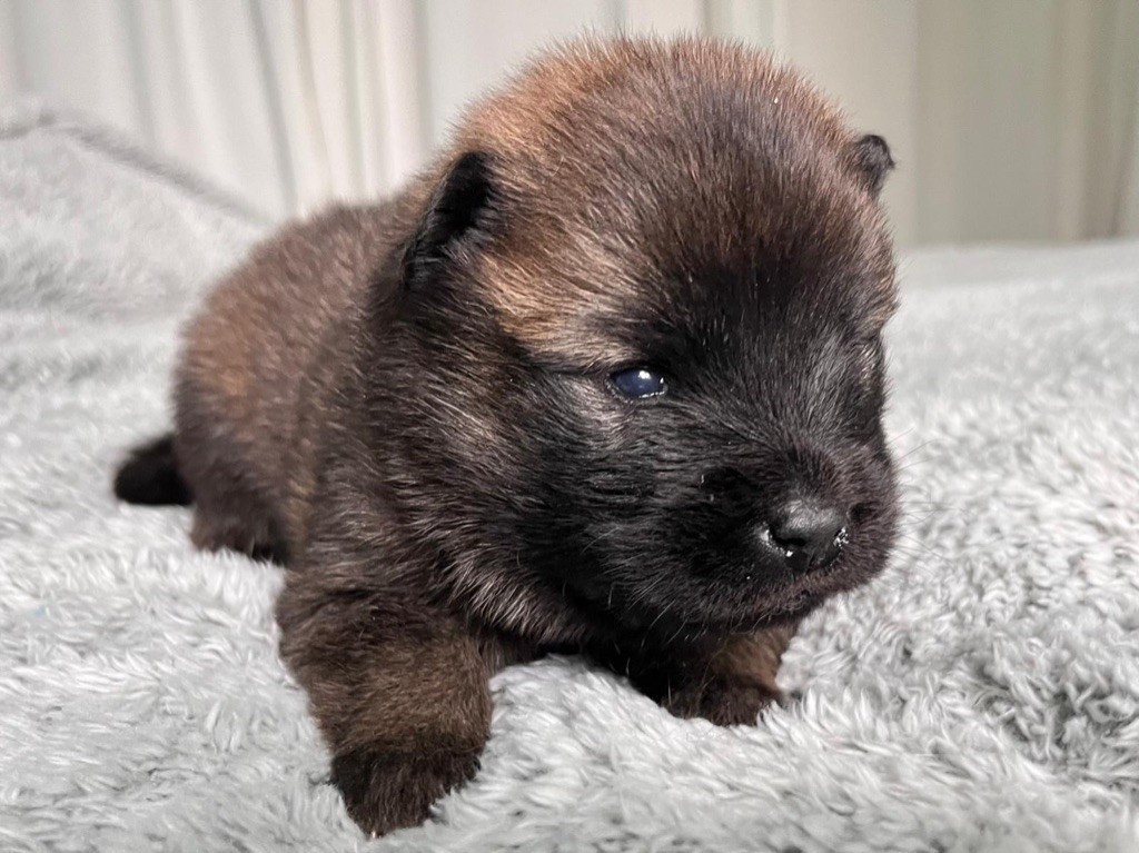 De La Vallée Du Petit Pré - Chiot disponible  - Eurasier