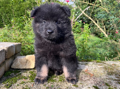 De La Vallée Du Petit Pré - Eurasier - Portée née le 17/10/2024