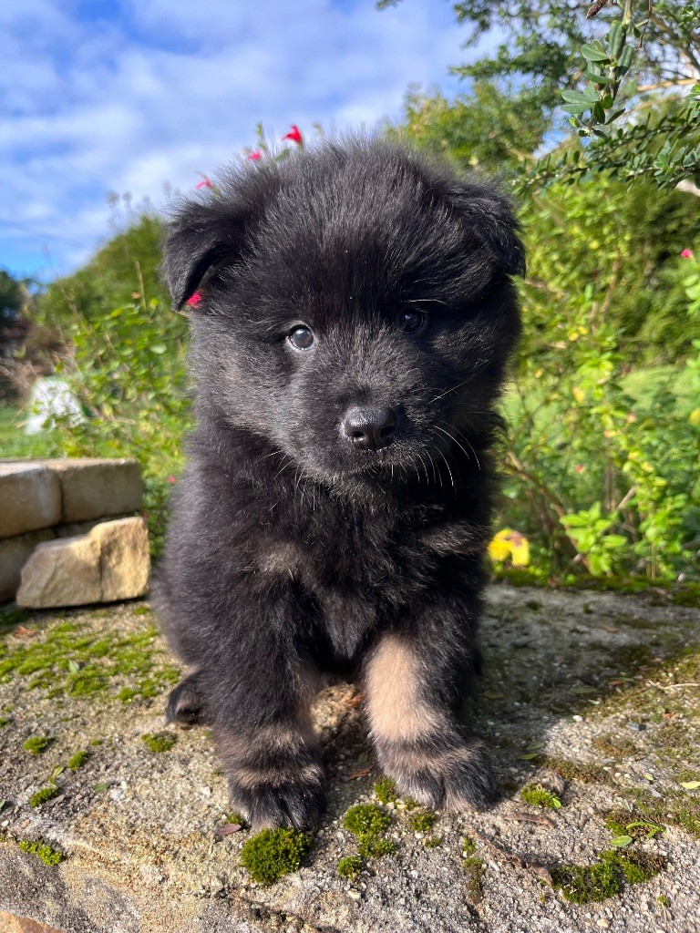 De La Vallée Du Petit Pré - Chiot disponible  - Eurasier