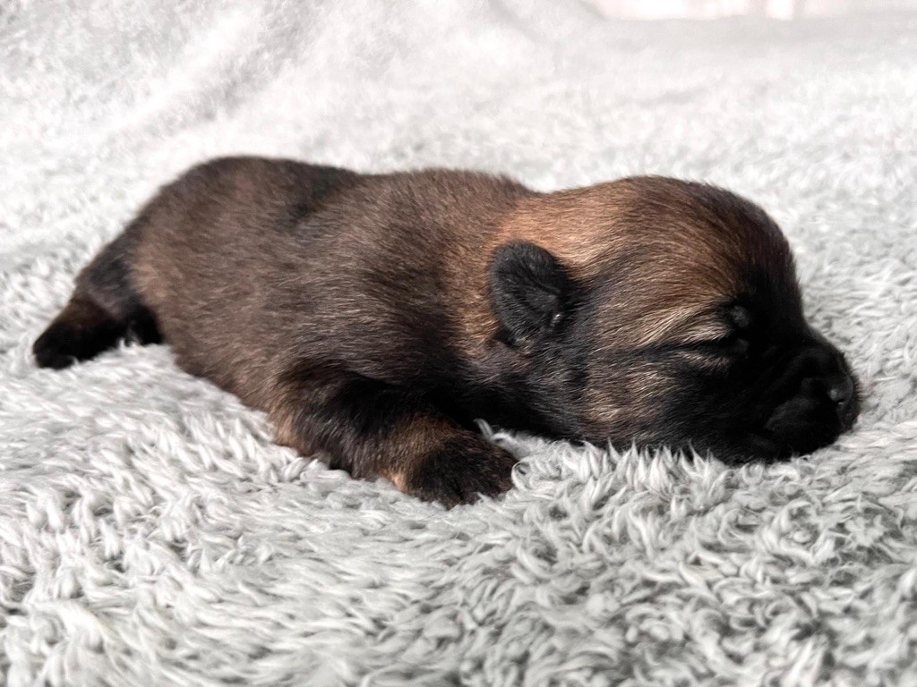 De La Vallée Du Petit Pré - Chiot disponible  - Eurasier