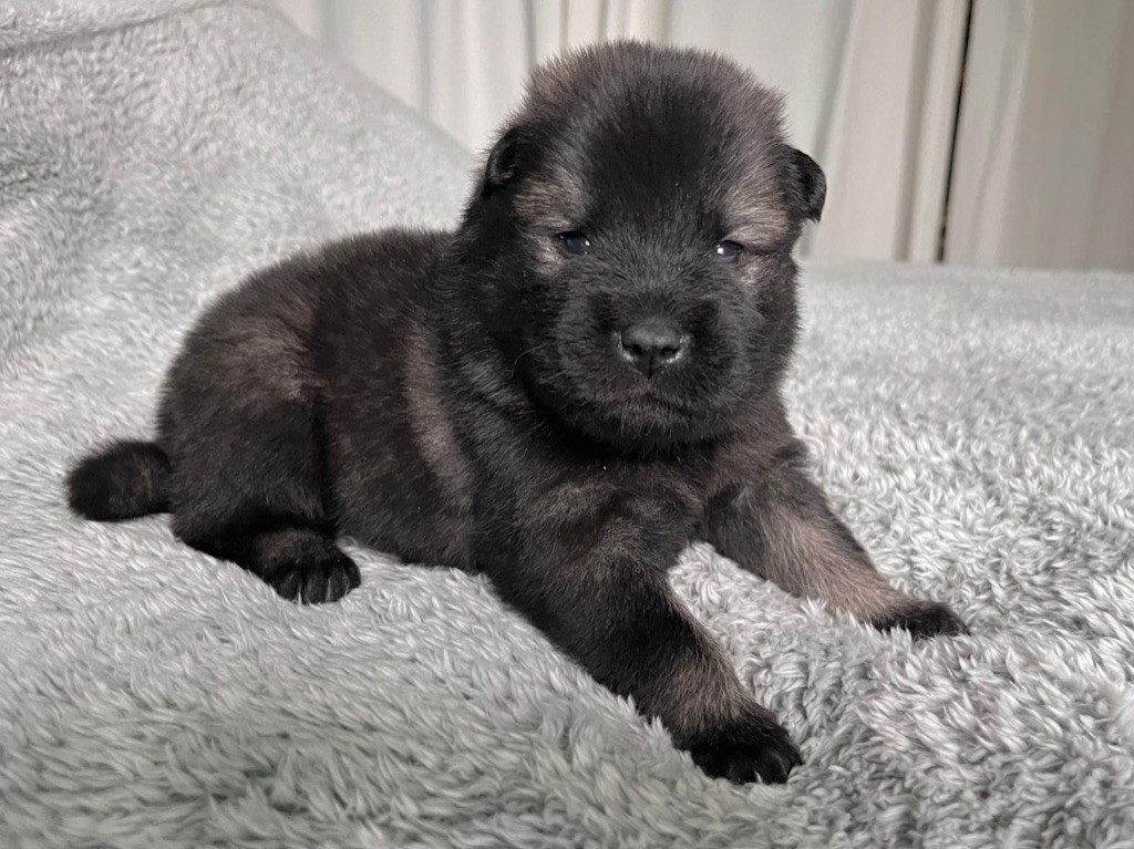 De La Vallée Du Petit Pré - Chiot disponible  - Eurasier