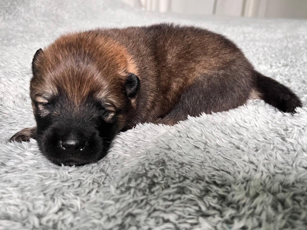 De La Vallée Du Petit Pré - Chiot disponible  - Eurasier