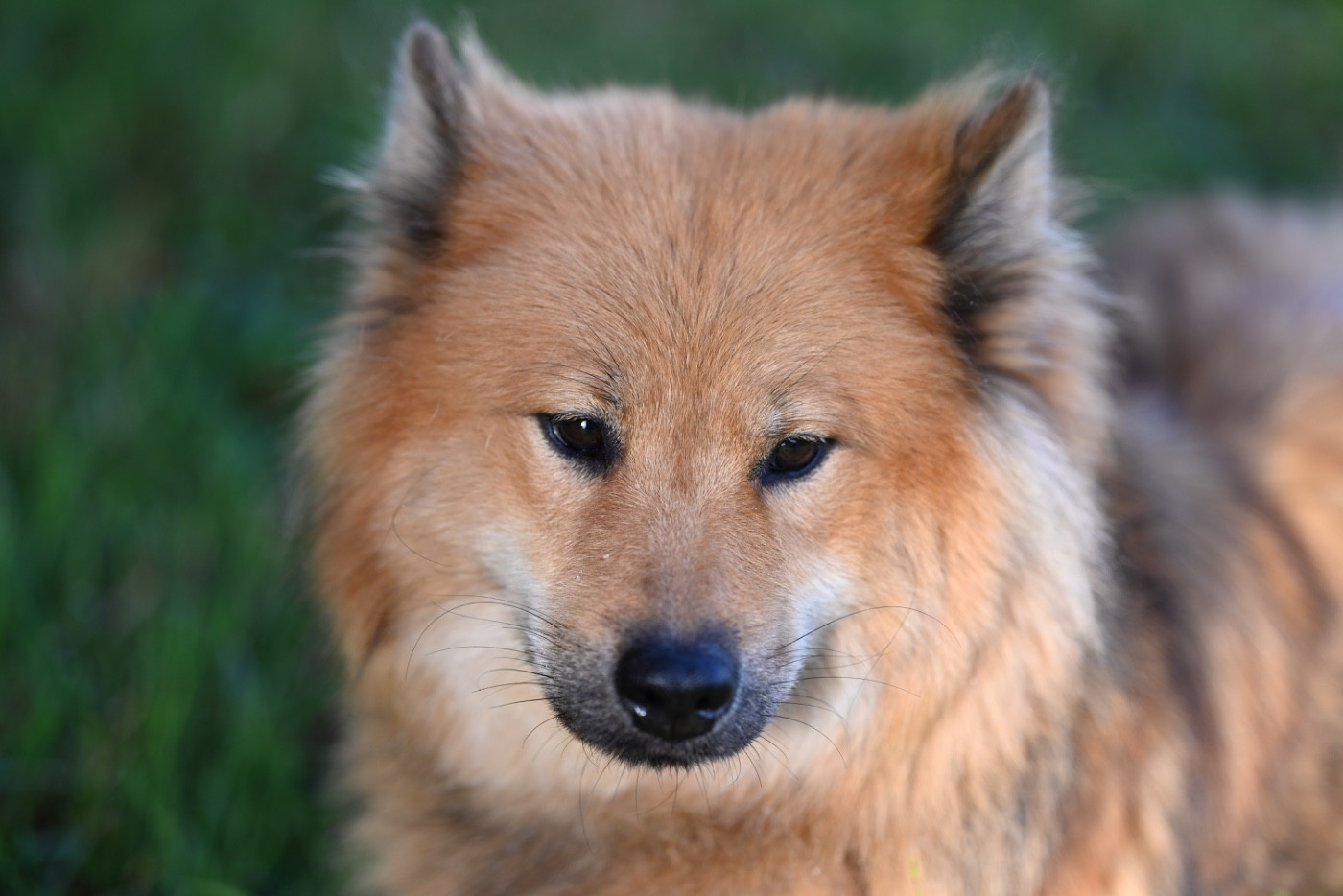 Toudou blue De La Source Des Rochettes