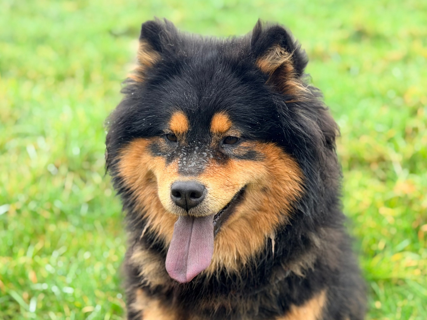Valléa blue De La Vallée Du Petit Pré