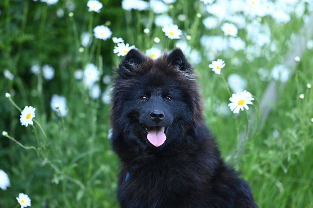 Vlou blue De La Vallée Du Petit Pré