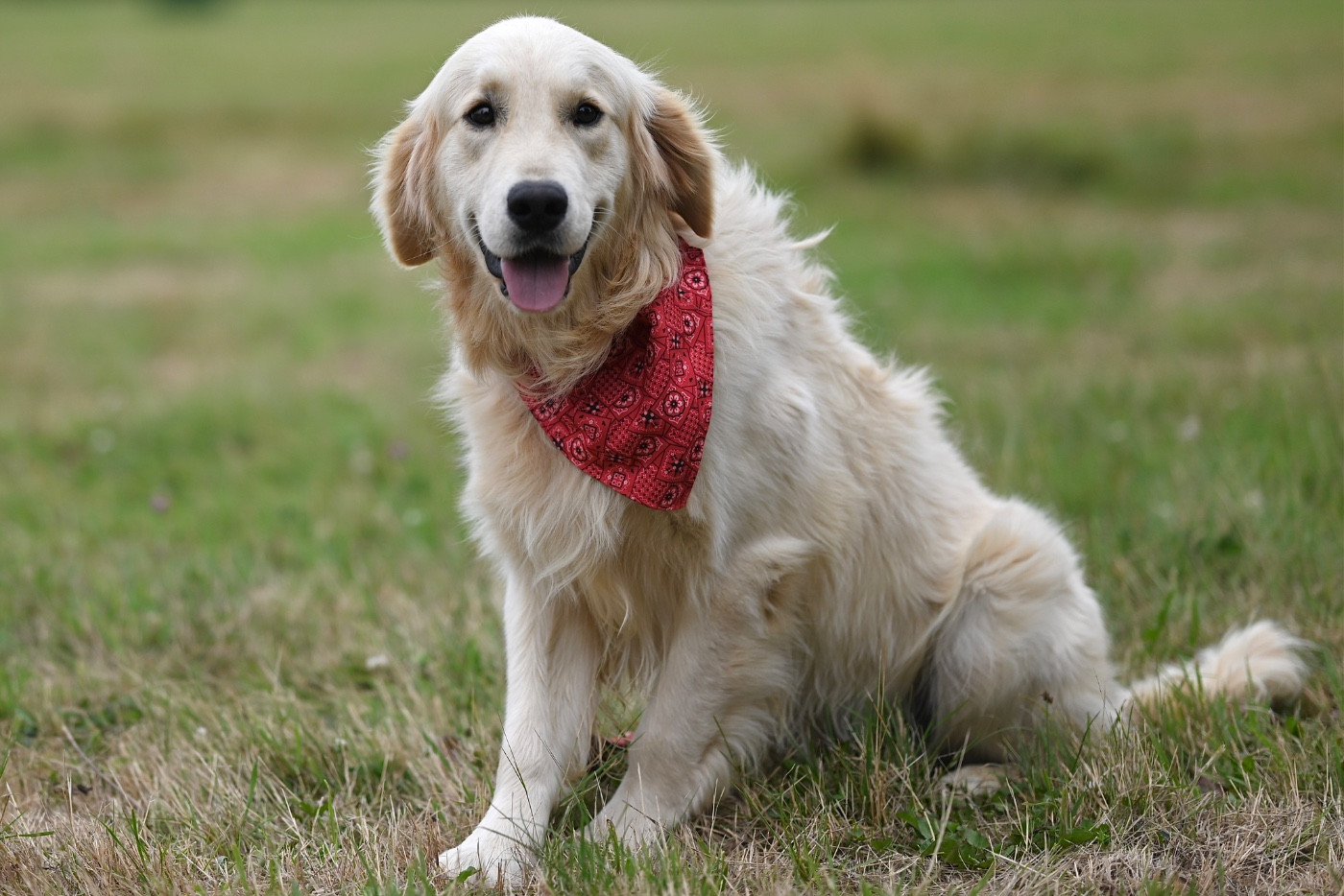 Vyctorio valentino blue De La Vallée Du Petit Pré