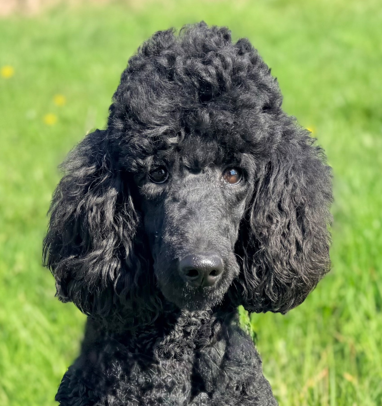 Aglaë blue à l'Ombre des Magnolias