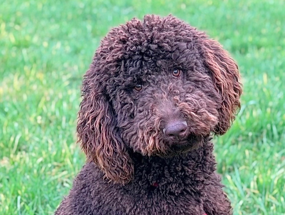 Aurélio blue of spirit wolf addict