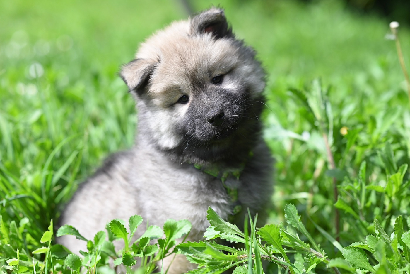Baïlo Blue de la vallée du petit pré De La Vallée Du Petit Pré