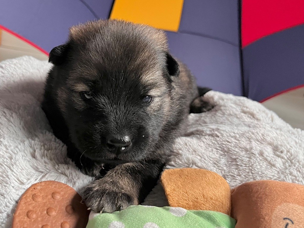 De La Vallée Du Petit Pré - Chiots disponibles - Eurasier