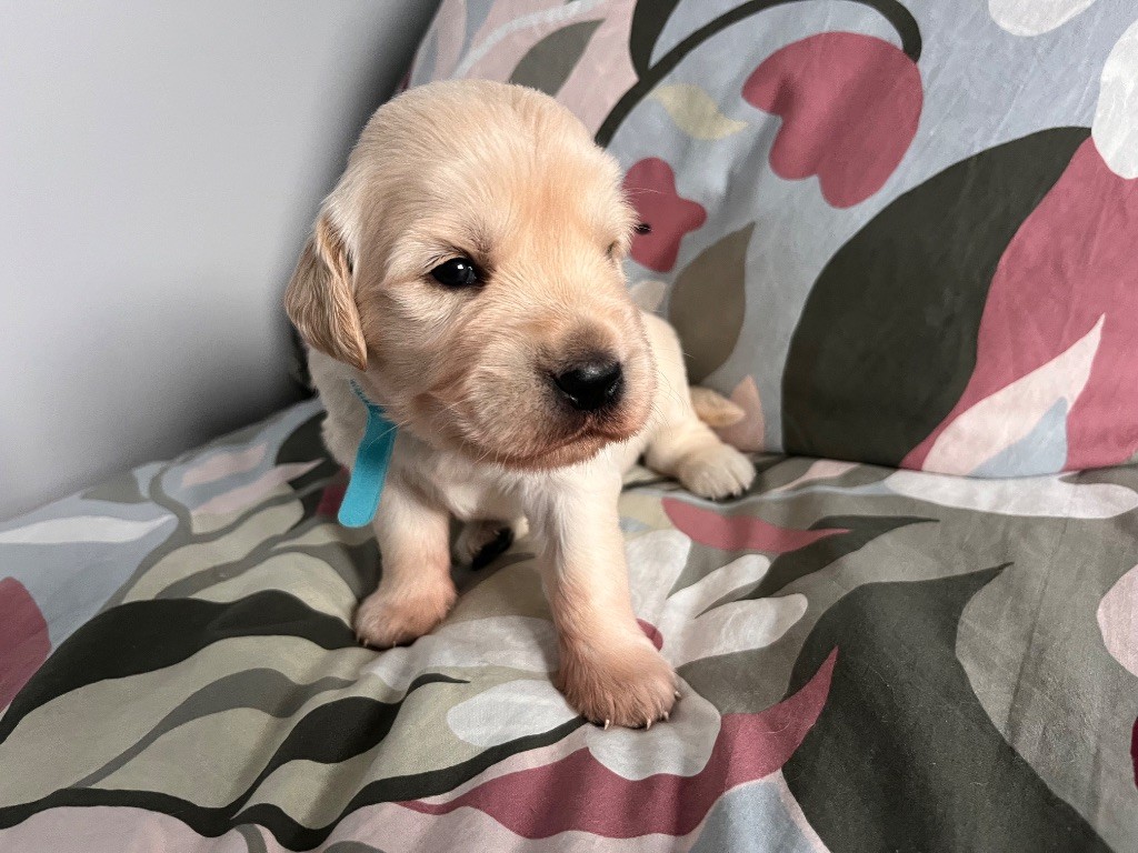De La Vallée Du Petit Pré - Chiots disponibles - Golden Retriever