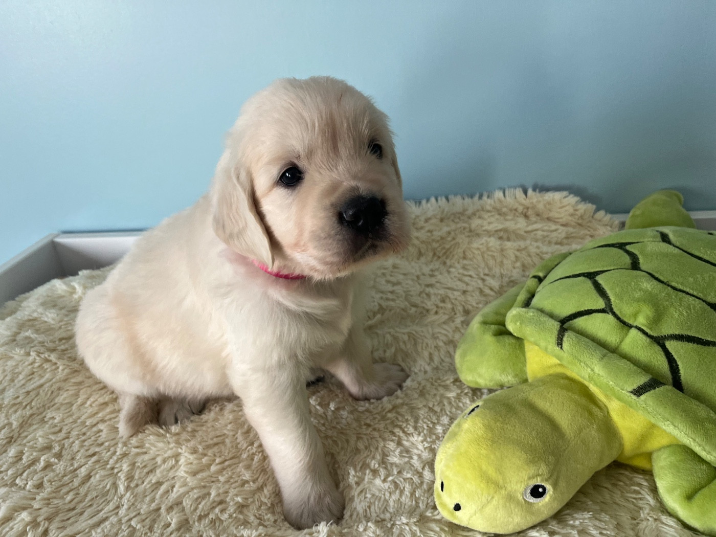 De La Vallée Du Petit Pré - Chiots disponibles - Golden Retriever