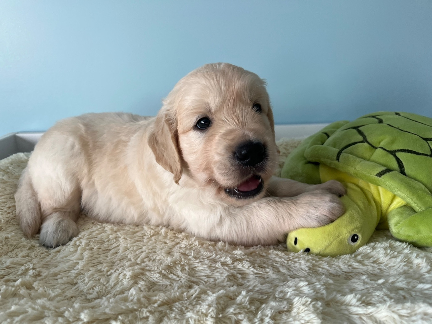 De La Vallée Du Petit Pré - Chiots disponibles - Golden Retriever