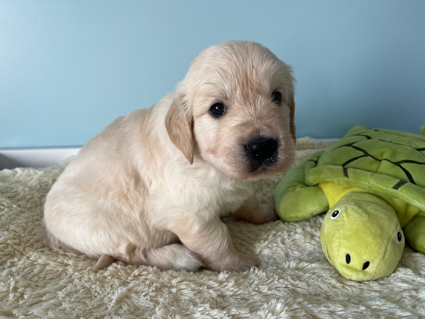 De La Vallée Du Petit Pré - Chiots disponibles - Golden Retriever