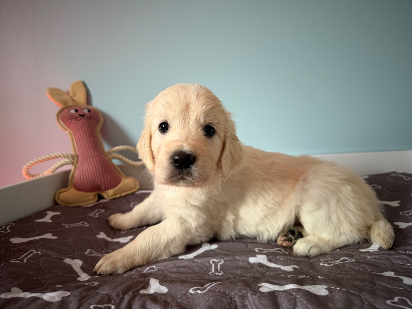 De La Vallée Du Petit Pré - Chiots disponibles - Golden Retriever