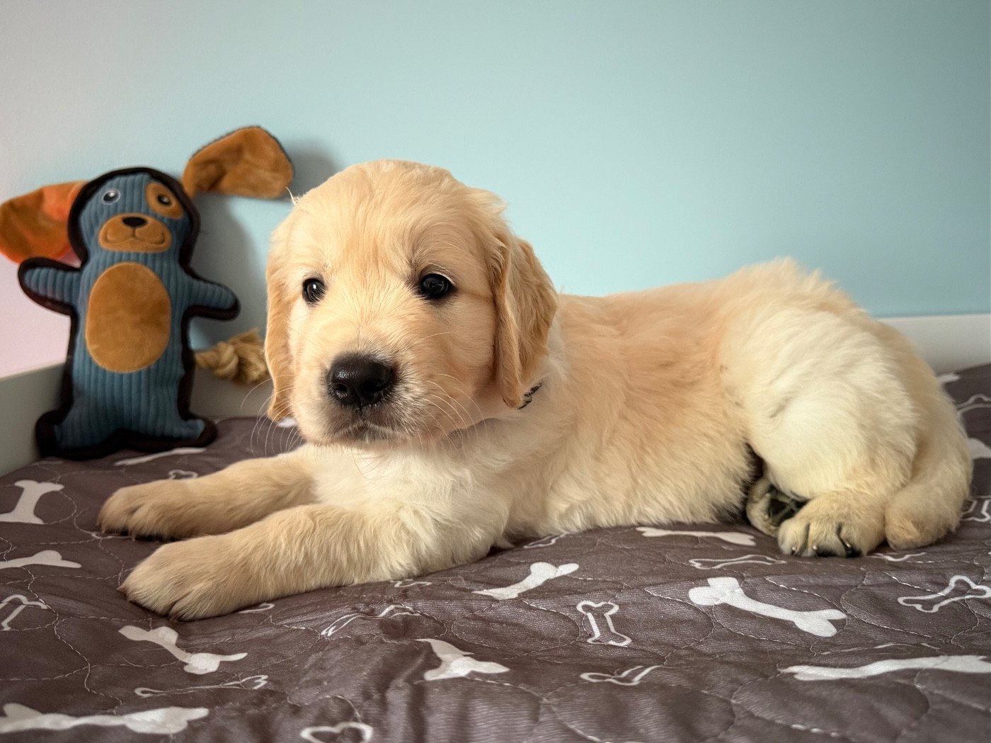 De La Vallée Du Petit Pré - Chiots disponibles - Golden Retriever