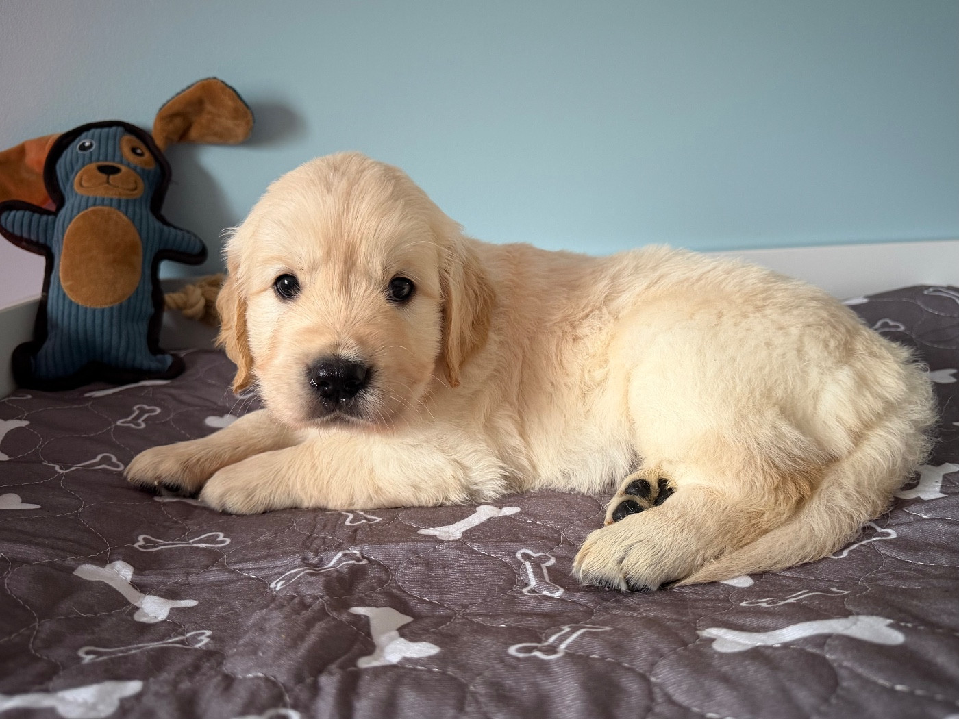 De La Vallée Du Petit Pré - Chiots disponibles - Golden Retriever