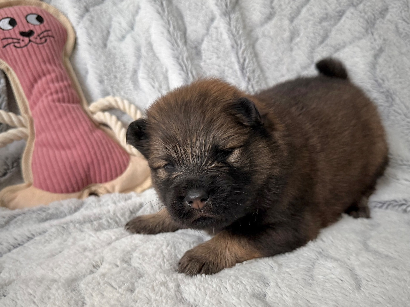 De La Vallée Du Petit Pré - Chiots disponibles - Eurasier