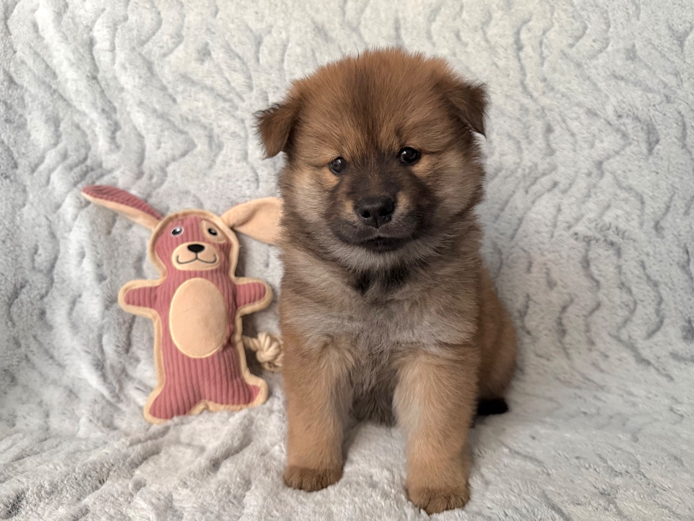 De La Vallée Du Petit Pré - Chiots disponibles - Eurasier