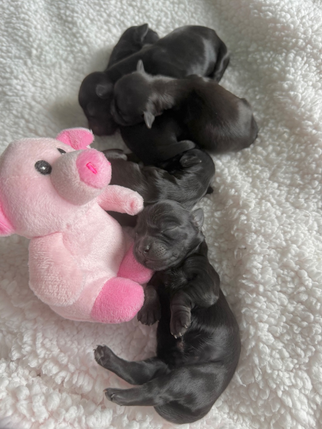 Chiot Bichon Havanais De La Vallée Du Petit Pré