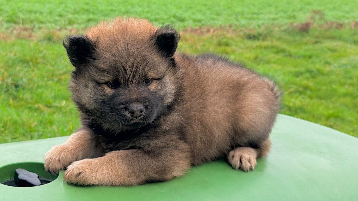 De La Vallée Du Petit Pré - Chiots disponibles - Eurasier