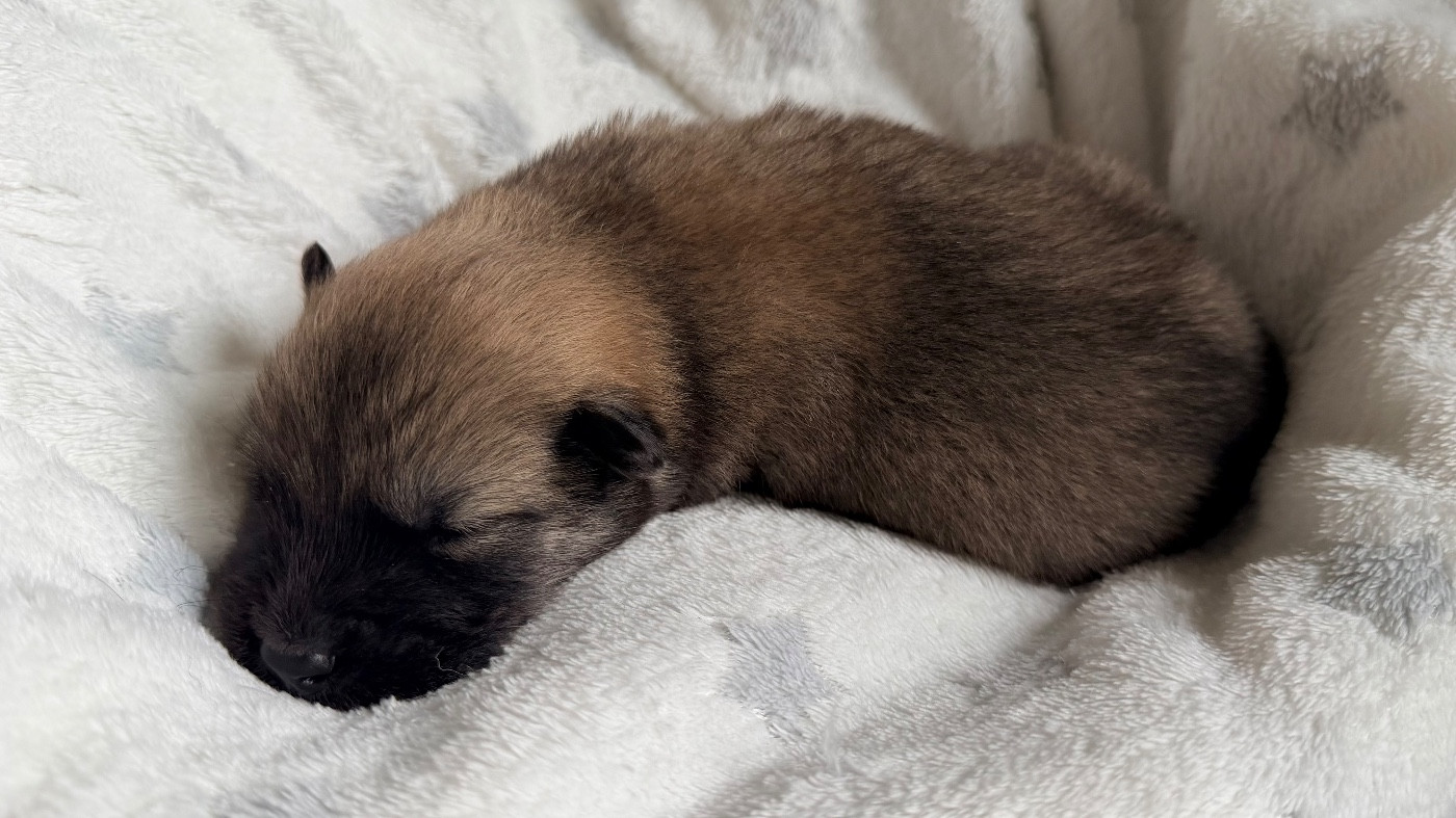 De La Vallée Du Petit Pré - Chiots disponibles - Eurasier