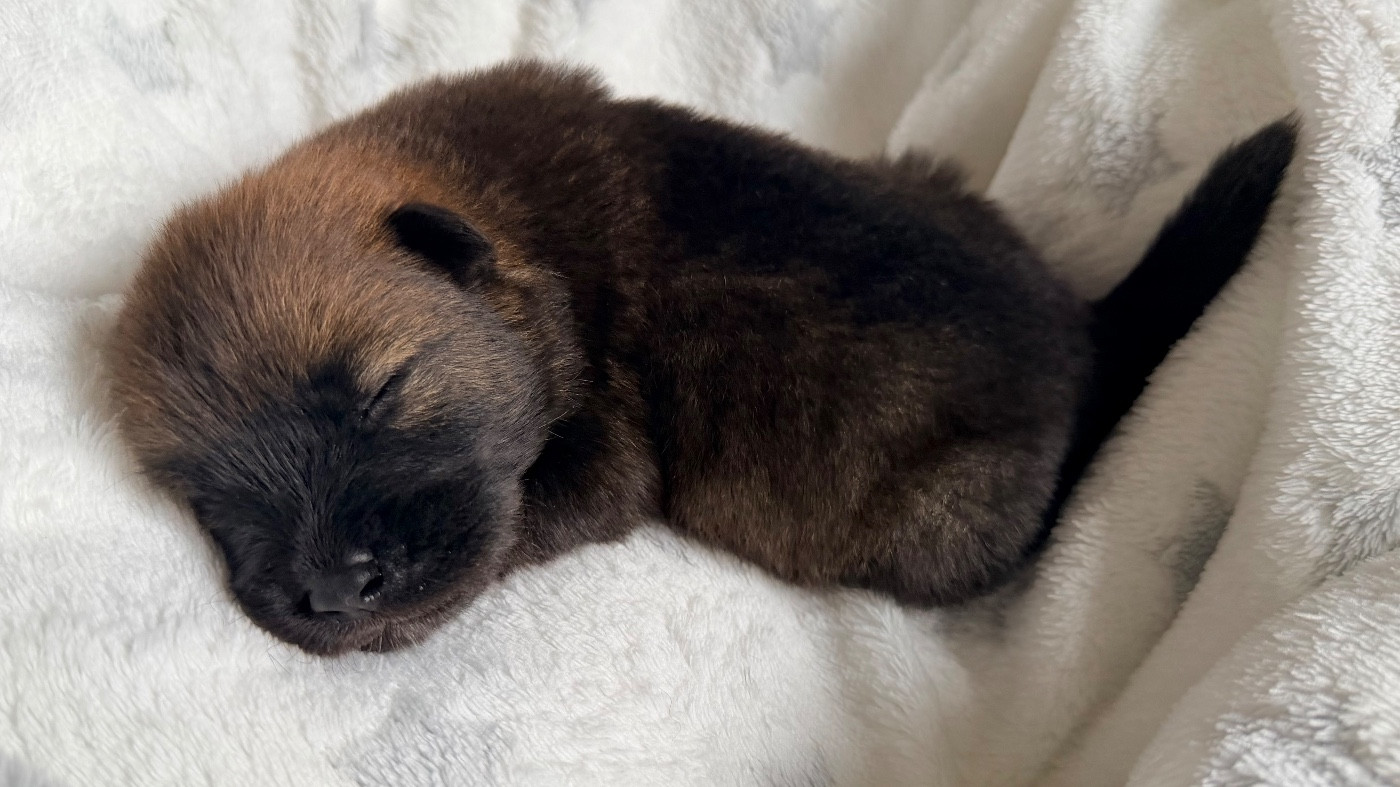 De La Vallée Du Petit Pré - Chiots disponibles - Eurasier