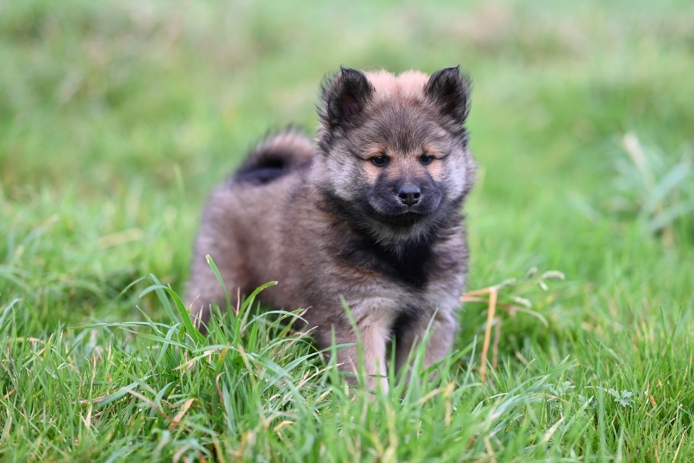 De La Vallée Du Petit Pré - Chiots disponibles - Eurasier