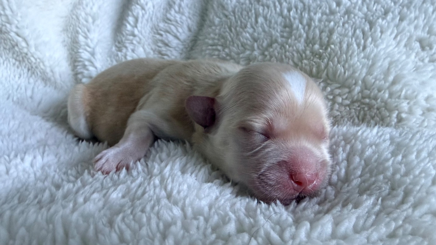 De La Vallée Du Petit Pré - Chiots disponibles - Bichon Havanais