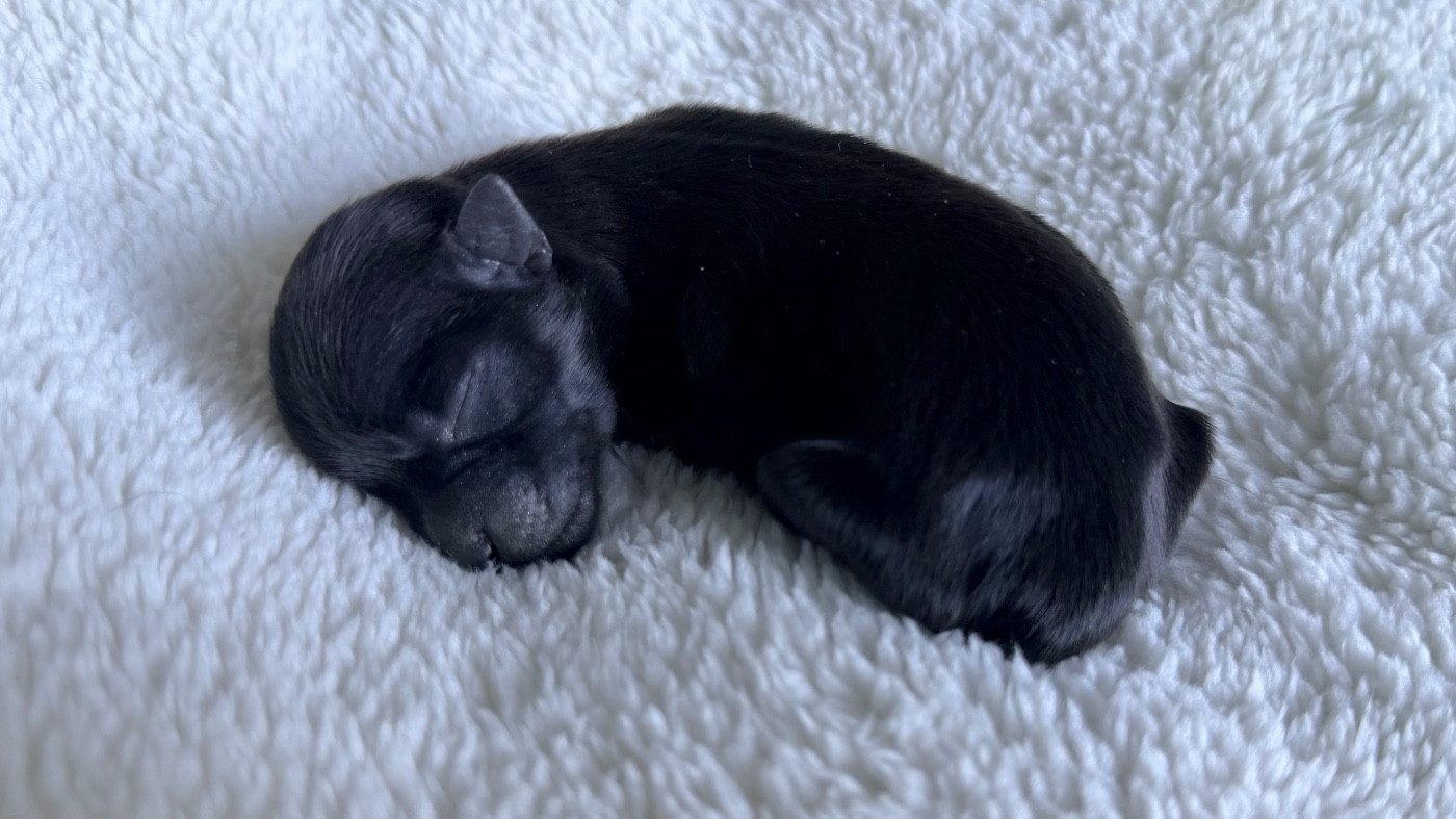 De La Vallée Du Petit Pré - Chiots disponibles - Bichon Havanais